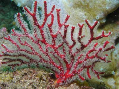 Small gorgonia at Tathra